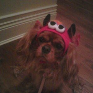 Red and Black Dog Monster Halloween Hat and 2 Mitten Bands for front feet